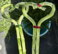 产物经物处置后打包发货